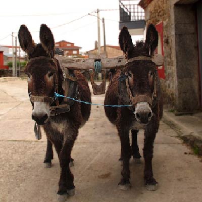 zamorano leonesa donkey