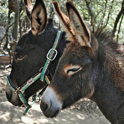 catalan donkey