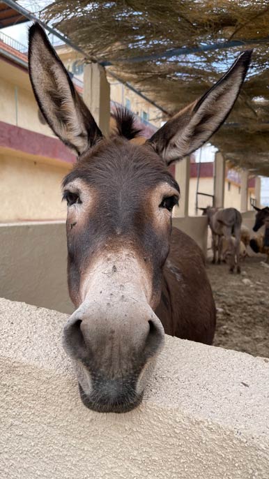 donkey on a farm