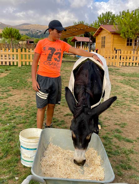 donkeys are easy to feed