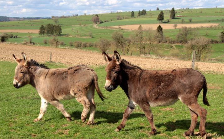 donkeys need companions