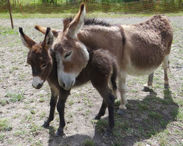 donkeys together