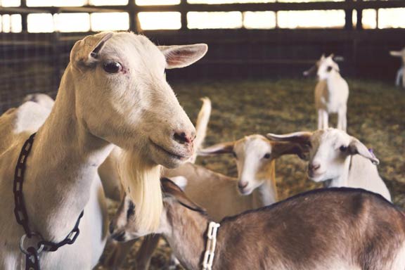 goat farming