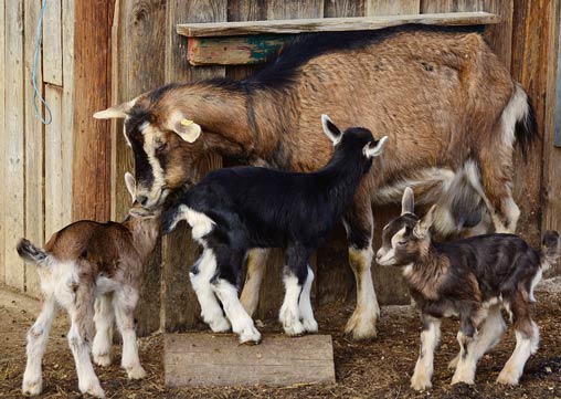 goats on a farm