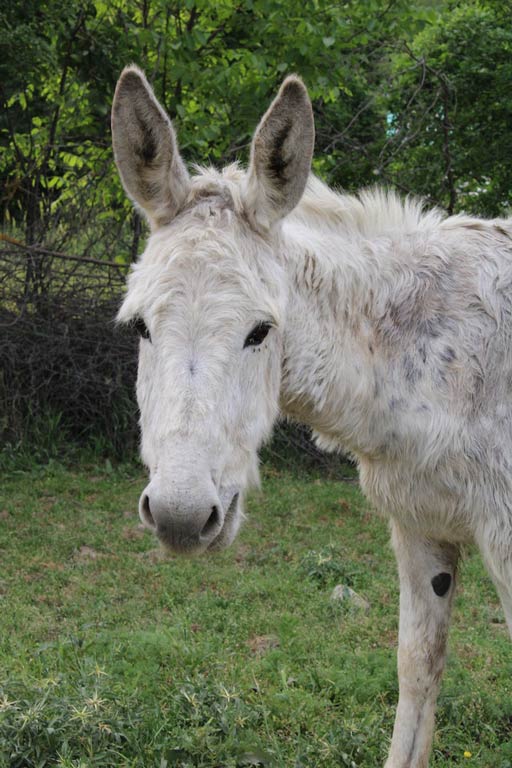 white donkey