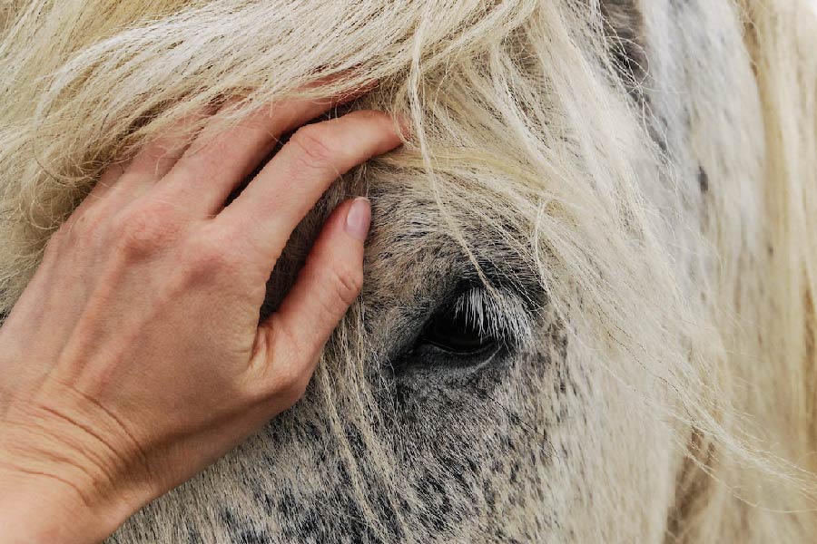do horses recognize their owners