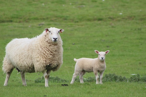 Physical differences between lamb and sheep