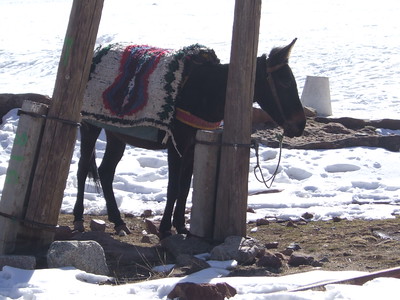 donkey ready to carry riders