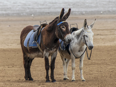 donkeys with riding gear