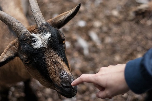 goats' affection towards humans