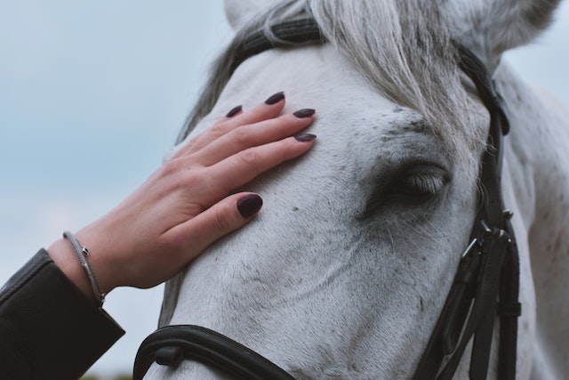 horse and owner