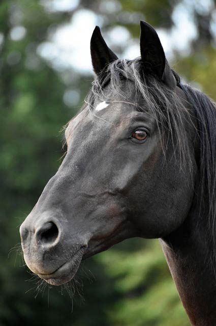 horse head movement