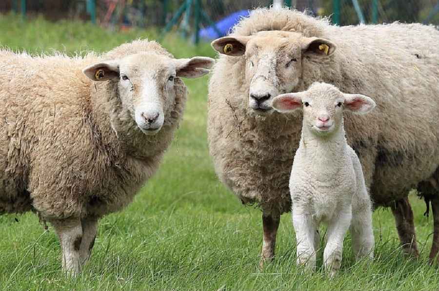 Are sheep and lamb the same