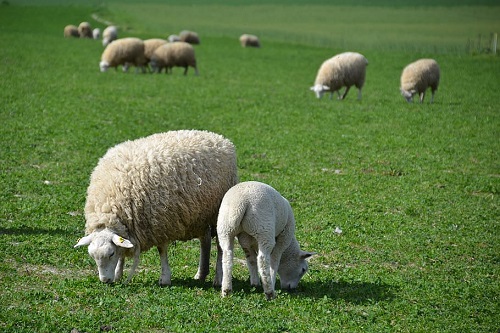 Lamb, sheep and their diet
