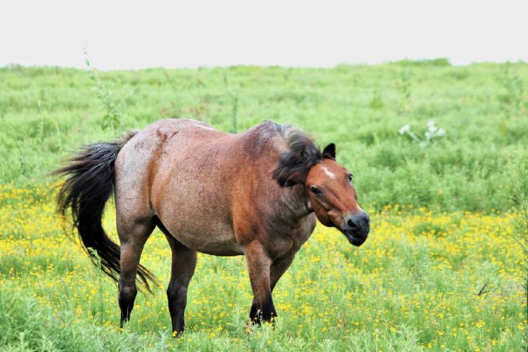 Why Do Horses Bob Their Heads? [Don't Ignore Their Head Movements]