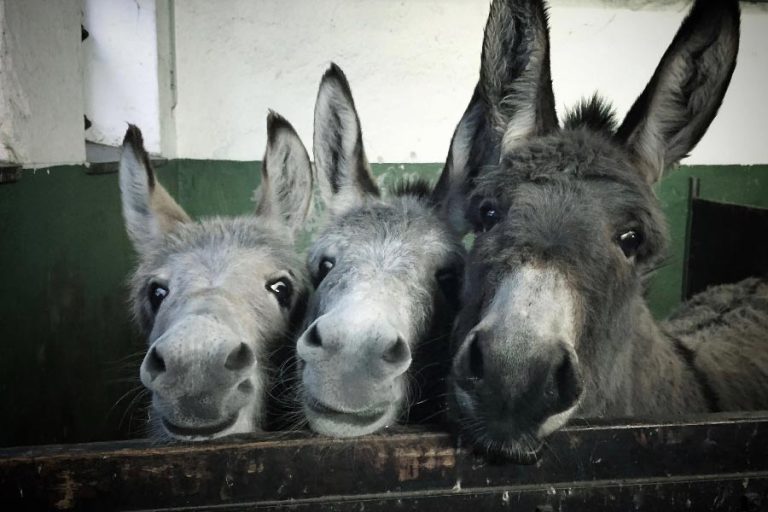 15 Healthy Treats for Donkeys That Are Easy to Find [Plus What to Avoid]