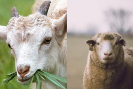 are-goats-and-sheep-related