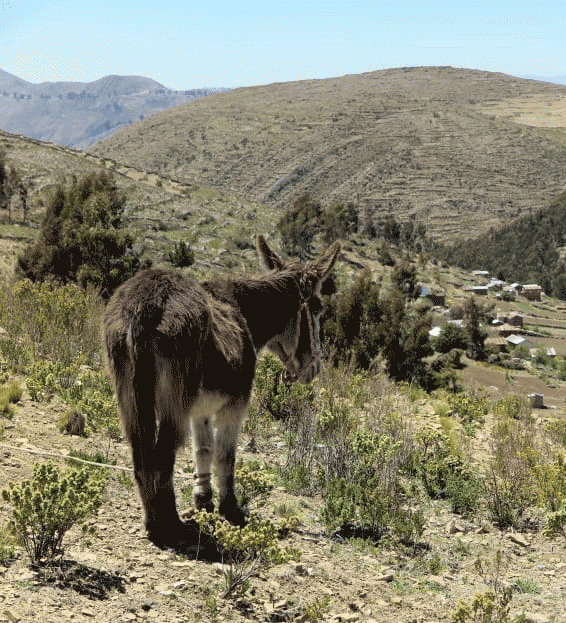donkey in a village