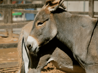 donkeys and their lifespan