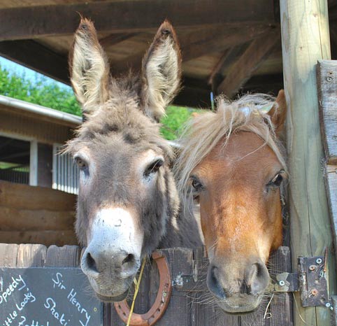 donkeys-in-stable