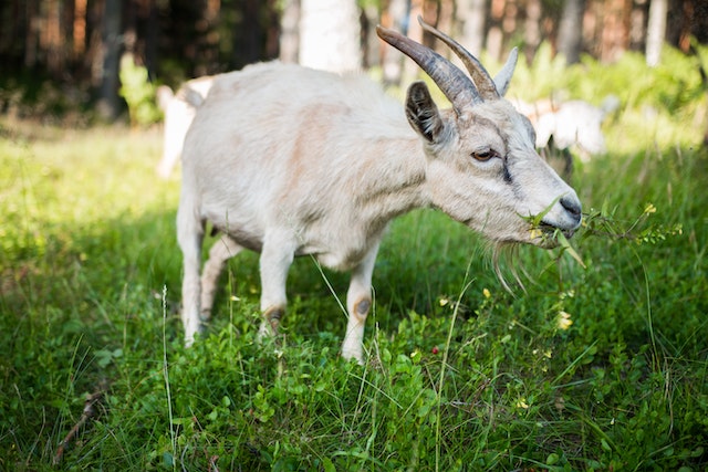 goat eating grass