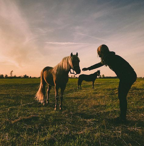 horses-being-loyal-to-their-owner