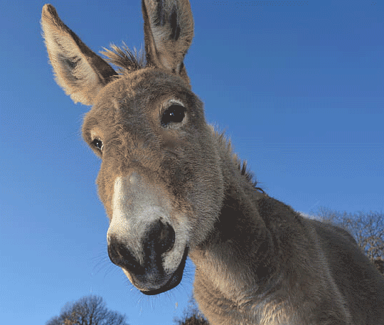 smart donkey