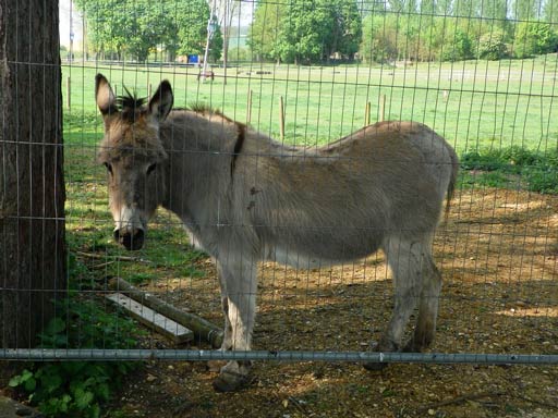 donkey-inside-wire-fencing