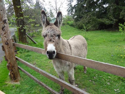 donkey-near-fencing
