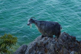 can-goats-swim