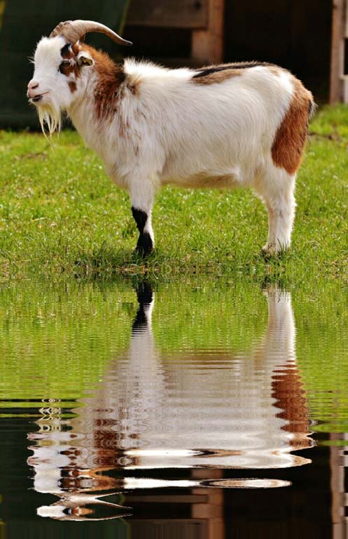 how-to-treat-a-wet-goat