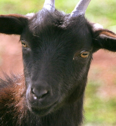 origin of fainting goats