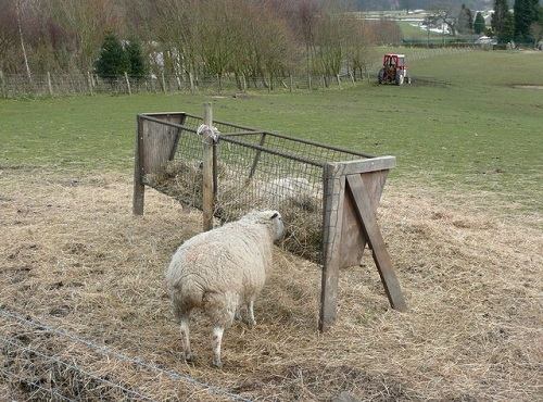 sheep eating hay