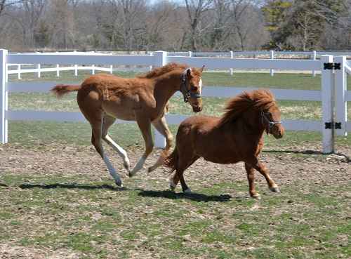 mini horse and normal horse difference