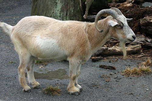 how big do pygmy goats get
