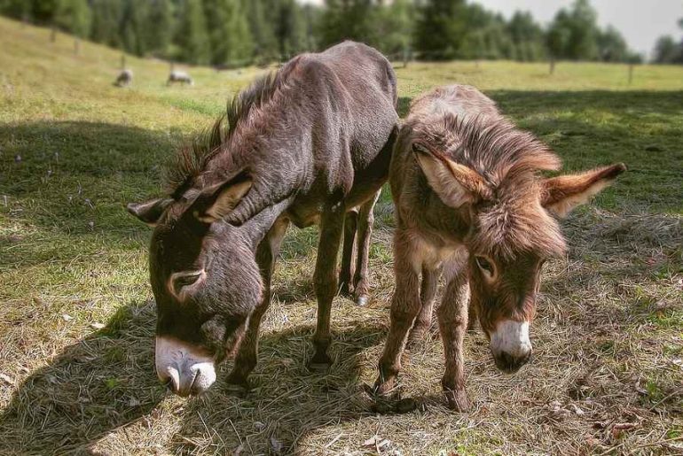 how often do donkeys need their hooves trimmed