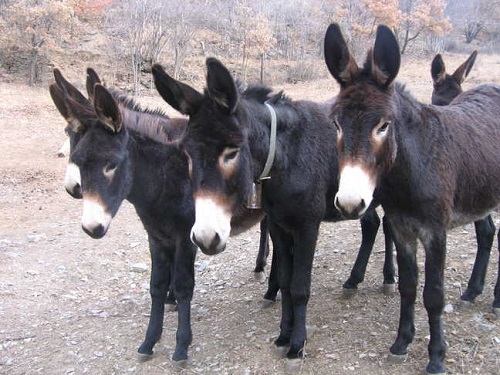 catalan donkey