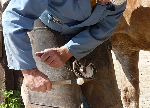 trimming donkey hooves