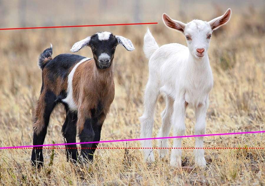 are goats good pets