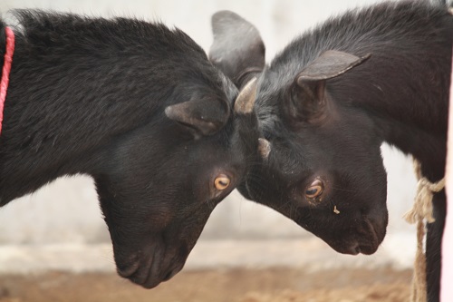 why do goats head butt