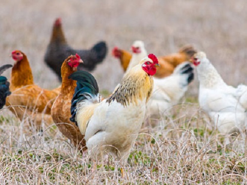 guarding chickens