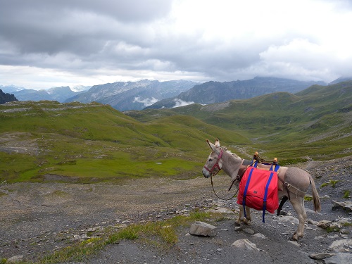 donkeys as hiking companions