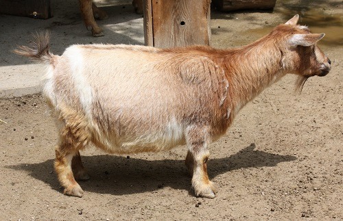 nigerian dwarf goat milk production
