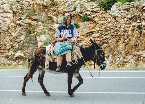 saddle donkeys