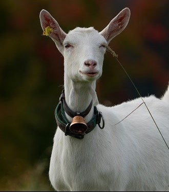 saanen goat