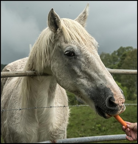 can horses eat carrot