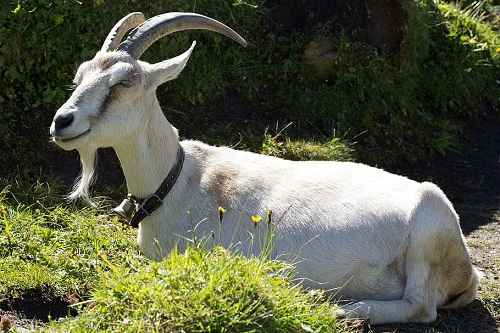 alpine goat