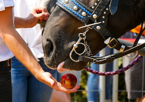 horse eating apple