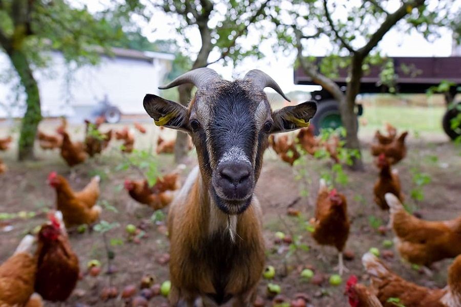 will goats protect chickens