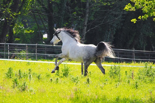 arabian horse